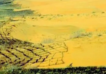 Great Green Wall China: Pohon-Pohon Tumbuh Lebih Cepat