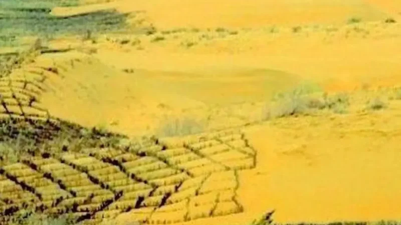 Great Green Wall China: Pohon-Pohon Tumbuh Lebih Cepat