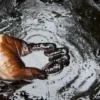 Harga Komoditas Fluktuatif: Minyak Mentah Turun Tipis, CPO Menguat