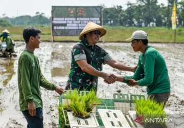 Indonesia Persiapkan Diri untuk El Niño yang Kuat: Perlindungan Keamanan Pangan dalam Fokus