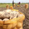 Mentan Amran Sulaiman Geser Rp3,2 T untuk Kebun Ubi Jalar di Papua Tengah