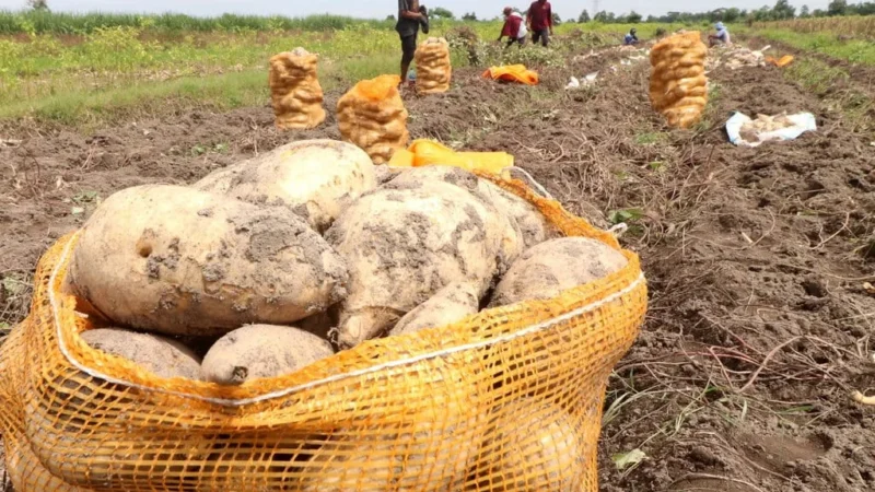 Mentan Amran Sulaiman Geser Rp3,2 T untuk Kebun Ubi Jalar di Papua Tengah