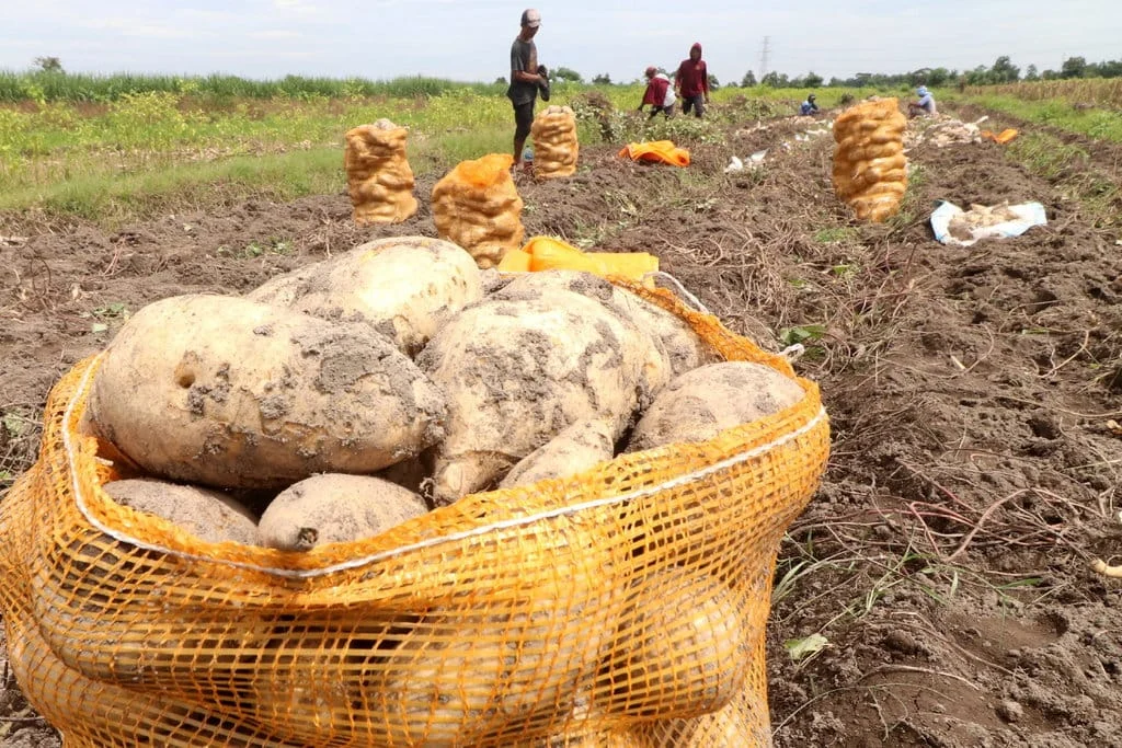 Mentan Amran Sulaiman Geser Rp3,2 T untuk Kebun Ubi Jalar di Papua Tengah